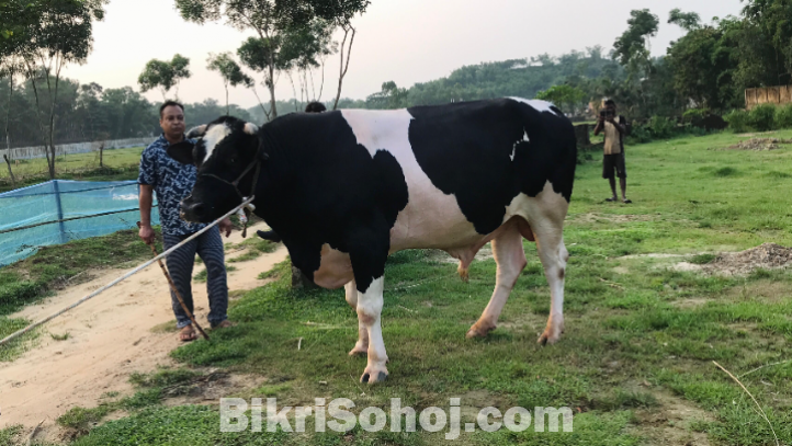 ফ্রিজিয়ান ষাড়টি সেল হবে।